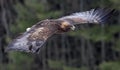 Golden Eagle in Flight