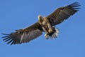 golden eagle in flight close up Royalty Free Stock Photo