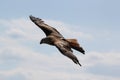 golden eagle in flight close up Royalty Free Stock Photo