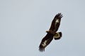Golden eagle in flight Royalty Free Stock Photo