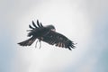 Golden Eagle in flight. Wild bird. Whit meat in the beak Royalty Free Stock Photo