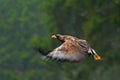 Golden Eagle, flying before autumn forest, brown bird of prey with big wingspan, Norway. Action wildlife scene from nature. Eagle