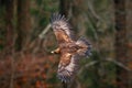 Golden Eagle, flying before autumn forest, brown bird of prey with big wingspan, Norway. Action wildlife scene from nature. Eagle