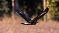 Golden Eagle flying