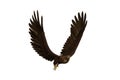 Golden Eagle flying with beak open, 3D illustration isolated on white background Royalty Free Stock Photo