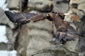 Flying Golden eagle with rock in background Royalty Free Stock Photo