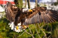 Golden eagle is flying