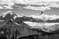 Golden eagle flying in front of swiss alps scenery. Winter mountains. Bird silhouette. Beautiful nature scenery in winter.