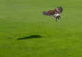 Golden eagle flying over the grass Royalty Free Stock Photo