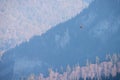 Golden eagle flying over the mountains in autumn. Royalty Free Stock Photo