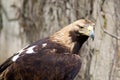 Golden eagle 3