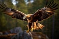 Golden Eagle in free flight Royalty Free Stock Photo