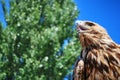 Golden eagle gazing