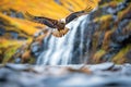 golden eagle gliding over a cascading mountain stream Royalty Free Stock Photo