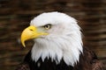 Golden Eagle head, Royalty Free Stock Photo