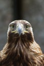 Golden eagle Royalty Free Stock Photo