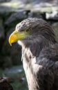 Golden eagle Royalty Free Stock Photo