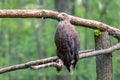Golden eagle head close-up on blurry background Royalty Free Stock Photo