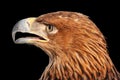 Golden eagle head, close-up Royalty Free Stock Photo