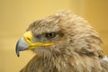 Golden Eagle Head Royalty Free Stock Photo
