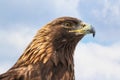 Golden Eagle head extreme close up portrait against blue sky Royalty Free Stock Photo