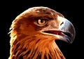 Golden eagle head isolated on black background Royalty Free Stock Photo