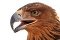 Golden eagle head in profile, close-up Royalty Free Stock Photo