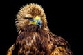 Golden Eagle headshot Royalty Free Stock Photo