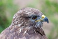 Golden eagle headshot Royalty Free Stock Photo