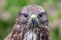 Golden eagle headshot Royalty Free Stock Photo