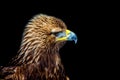 Golden eagle headshot side profile Royalty Free Stock Photo