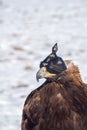 Golden eagle hunter. Portrait of a hunting golden eagle in a leather hat. Hunting with eagle. Portrait of a bird with a head Royalty Free Stock Photo