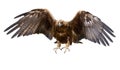 Golden eagle, isolated