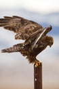 dark phase Rough-legged hawk Buteo lagopus