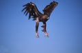 Golden eagle landing