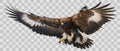 Golden eagle landing hand draw and paint on grey white checkered background vector Royalty Free Stock Photo