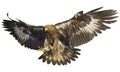 Golden eagle landing on white vector. Royalty Free Stock Photo