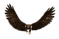 Golden Eagle landing with wings up, 3D illustration isolated on white background Royalty Free Stock Photo