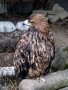 Golden eagle looks to the side close-up on full height - front view