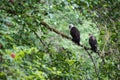 Golden Eagle male and female