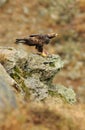 Golden eagle in a mountain landscape on the rocks Royalty Free Stock Photo
