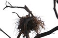 Golden Eagle (Aquila chrysaetos) Erect Nest on Tree Isolated on a White Background with Copy Text Space. Royalty Free Stock Photo