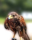 A close up of a Golden eagle bird of prey. Royalty Free Stock Photo