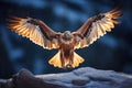 golden eagle with outstretched wings in alpine glow