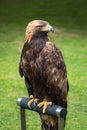 Golden eagle on perche - closeup portrait Aquila chrysaetos