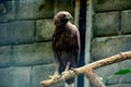 The golden eagle perched on a branch Royalty Free Stock Photo