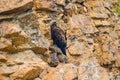 Golden Eagle perched on the rock. Denali National Park, Alaska. Royalty Free Stock Photo