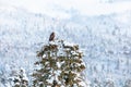 Golden Eagle Perched on Snowy Tree in Nordic Forest Royalty Free Stock Photo