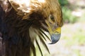 Golden eagle