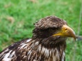 Golden eagle portrai photograph of the head . Brown, white plumage